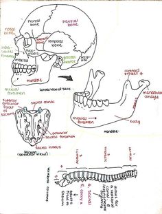 a diagram of the human skull and bones