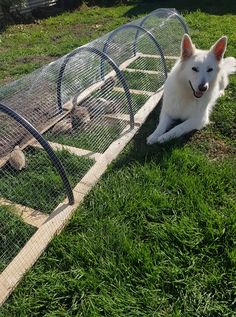 a white dog laying in the grass next to a chicken coop with two chickens inside