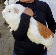 a woman holding a brown and white guinea pig in her arms while wearing a black shirt