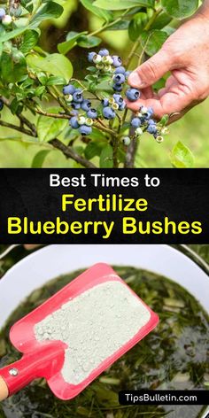 blueberry bush with the words best times to fertiilize blueberry bushes