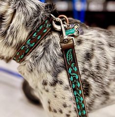 a dalmatian dog wearing a green and black leash