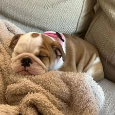 a small brown and white dog laying on top of a couch next to a blanket