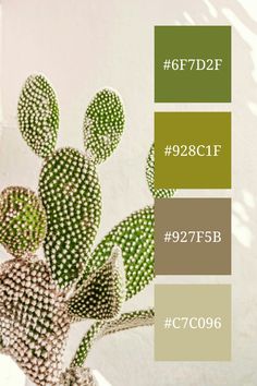 an image of a cactus plant with color swatches