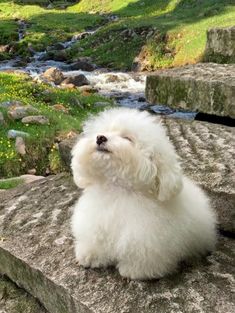 a small white dog sitting on top of a rock