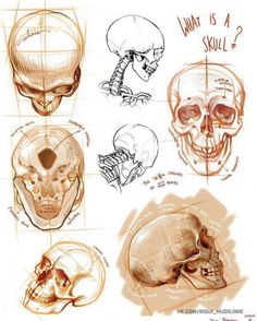 some drawings of different types of skulls and their functions in the human body are shown