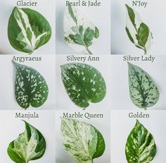 there are many different types of leaves on this page