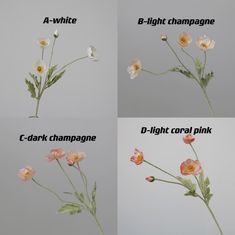 four different types of flowers are shown in three separate pictures, one is pink and the other is white