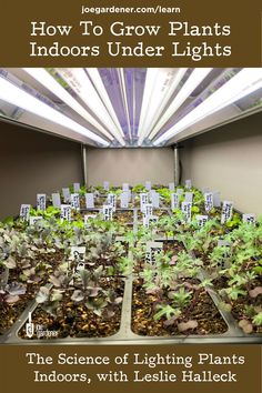 the science of lighting plants indoors, with leisie halleck - how to grow plants indoors under lights