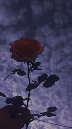 a person holding a red rose in front of a purple sky with white fluffy clouds