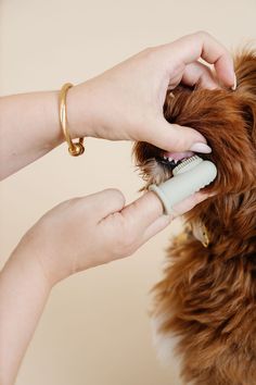 a woman brushing her dog's fur with a brush and comb in front of it