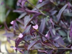 purple flowers are blooming in the garden