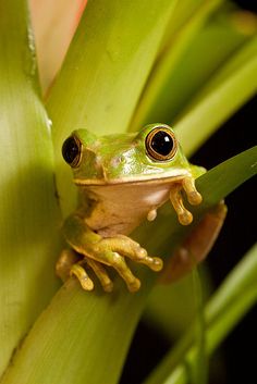 a frog sitting on top of a green plant