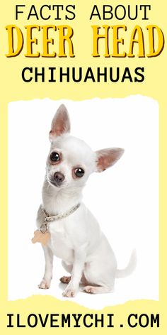 a small white dog sitting in front of a yellow sign with the words fact's about deer head chihuahuas