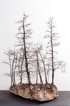 a group of trees that are on top of a rock