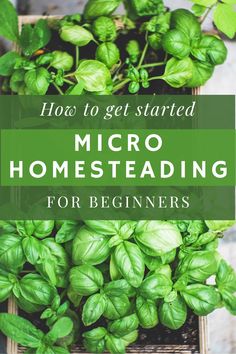 a basket full of basil plants with the words how to get started micro homesteading for beginners