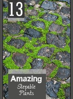 an image of green moss growing on cobblestone pavement with text overlay that reads 13 amazing stepable plants