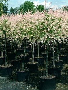 many small trees in black pots on the ground