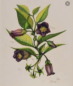 Belladona Flower Tattoo, Deadly Nightshade Tattoo, Sketches On Canvas, Belladonna Tattoo, Baneful Herbs, Belladonna Flower, Nightshade Flower, Vintage Floral Tattoos, Herb Tattoo