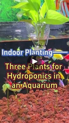 an aquarium with plants growing out of it and the words indoor planting three plants for hydroponics in an aquarium