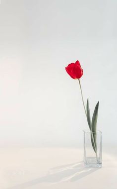 a single red tulip in a glass vase on a white surface with light reflections