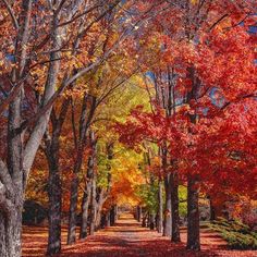 an autumn scene with red leaves on the ground and trees lining the path in the background