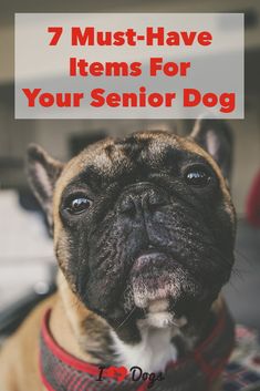 a dog wearing a red collar with the words 7 must have items for your senior dog