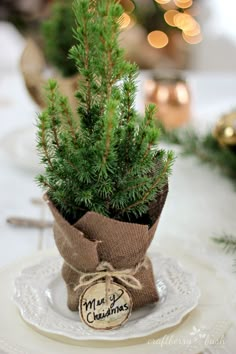 a small pine tree in a burlock wrapped vase on a white table cloth