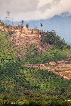 a hill with trees on it and mountains in the background