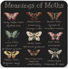 the meaning of moths in different languages