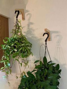 two plants are hanging from hooks on the wall