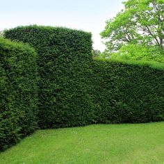 there is a large hedge in the middle of this yard that looks like it has been cut