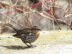 a small bird standing on top of a rock