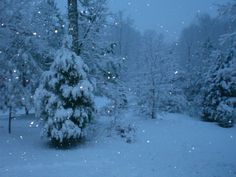 the snow is falling and there are many trees in the yard with lights on them