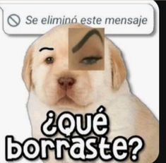 a dog with a nose mark on it's forehead and the caption says, que borrastee?