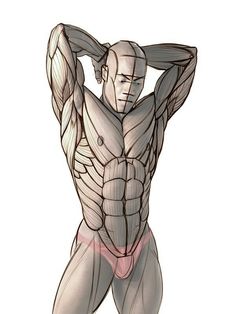 a drawing of a man with muscles showing