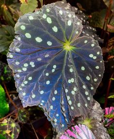 a blue and white leaf with green spots on it's back end, surrounded by other plants