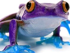 a purple frog with orange eyes sitting on the ground