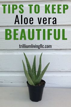 an aloe vera plant in a black pot with the words tips to keep aloe vera beautiful