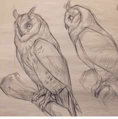 two owls sitting on top of a tree branch in front of a paper sheet with pencil drawing