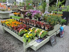 many different types of flowers are on display