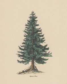 a drawing of a pine tree in the snow