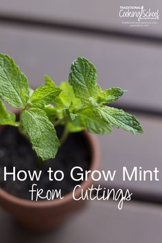 a small potted plant with the words how to grow mints from cuttings