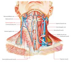 diagram of the human neck and throat