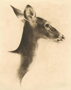 a drawing of a deer's head is shown in black and white, with the antelope looking to its left