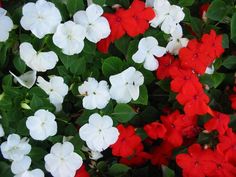 many red and white flowers are growing together