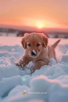 a puppy playing in the snow at sunset