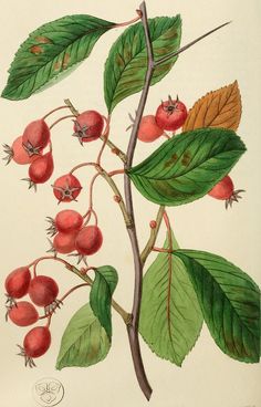 a painting of berries and leaves on a branch