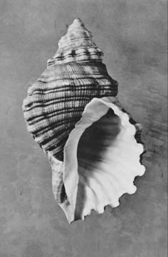 a black and white photo of a sea shell