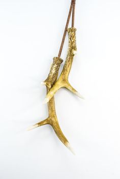 two deer antlers hanging on a white wall