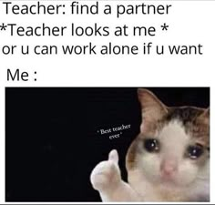 a white and brown cat pointing at the camera with caption that reads teacher find a partner teacher looks at me or u can work alone if u want me